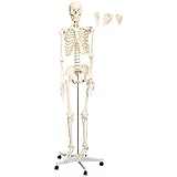 Anatomie Modell Skelett mit Knochen Medizin Körper Mensch Skeleton Menschliches...