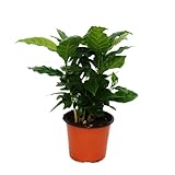 Exotenherz - Kaffeepflanze - Coffea arabica - 1 Pflanze - pflegeleicht - luftreinigend -...