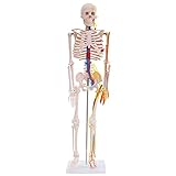 Anatomie Modell Skelett mit Nerven und Arterien Körper Mensch Medizin Skeleton...