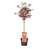 Plant in a Box - Acer palmatum 'Shaina' - Japanischer Ahornbaum winterhart - Rote Blätter...