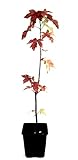 Seedeo® Amerikanischer Amberbaum (liquidambar styraciflua) Pflanze 2,5 Jahre...