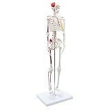 Cranstein A-118 Mini-Skelett Modell, 85cm - Anatomie-Modell als Lernmodell oder...