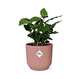 NatureNest - Kaffeepflanze - Coffea Arabica - 1 Stück - 14 cm