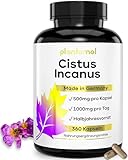 360x Cistus Incanus Kapseln hochdosiert - 1000mg reines Zistrosenkraut pro...