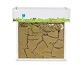 AntHouse - Natürliche Ameisenfarm aus Sand | T Acryl Set Big 25x20x1,5 cm | Inklusive...