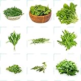 120 pcs rucola pflanzen samen - wintergemüse bio saatgut bohnenkraut pflanze,Eruca...