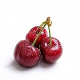 10 pcs Kirschbaum Samen - obst samen - pflanzen anzucht, bio saatgut Kirschsamen hochbeet...