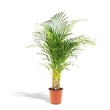 Hello Plants XXL Areca Palm Goldpalme/Dypsis Lutescens 130cm hoch, 24Ø - Große...