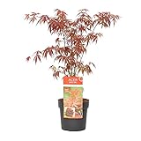 Acer palmatum 'Atropurpureum' - Japanischer Ahorn - Strauch - Winterhart –...