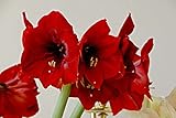 2 rote Amaryllis Zwiebeln Familiengärten haben immer exotische Blumen starke...