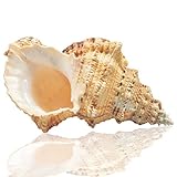 Jangostor Groß Natur Muscheln, Murex Muscheln 17-20 cm Jumbo Muscheln Home Dekoration (5)