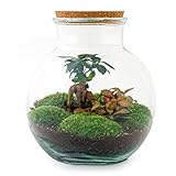 Flaschengarten • Teddy Bonsai • Ökosystem mit Pflanzen im Glas • ↑ 26,5...