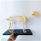 Anatomiemodell, Hundeskelett Anatomisches Modell - Tieranatomisches Modell...