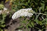 1st. Sommerflieder “White Profusion” 40-60cm Buddleja davidii Schmetterlingsflieder