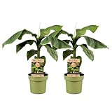 Plant in a Box - Musa Basjoo - 2er Set - Bananenpflanze Winterhart - Bananenbaum - Topf...