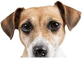 Autoaufkleber 20 Cm (7,87 Zoll) D Lustiger Hund Jack Russell Terrier Autoaufkleber...