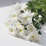 150 pcs chrysanthemen pflanzen samen - gartensamen bonsai samen chrysantheme,Chrysanthemum...