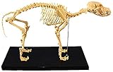 Studienmodell Lernpuppen Hundeskelett Knochenmodell Hunde Tieranatomie Lehrmodell...