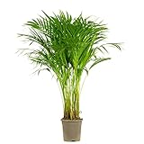 Goldfruchtpalme - echte Zimmerpflanze, Areca Dypsis Lutescens - Höhe ca. 85 cm,...