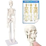 Mini-Mensch-Skelett-Modell Für Anatomie, 17,7'(45cm)-Ganzkörper-Mensch-Skelett-Modell...