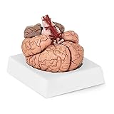 Physa Gehirn Modell Anatomie PHY-BM-1 (realistisches Modell Maßstab 1:1, 9 einzelne...