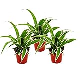 Exotenherz - Chlorophytum Mini, 3er Set, Grünlilie