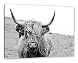 Highlandrind frontal in Schwarz-Weiss als Leinwandbild/Größe: 120x80...