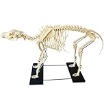 EMGAO Tier-Skelett-Modell Hundeskelett Bildungsmodell Skelett-Modell Hundeanatomie...