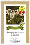 Mutterkraut - Tanacetum parthenium - Bienenweide - Falsche Kamille - Fieberkraut...