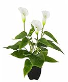 Flair Flower Kunstpflanze Calla im Topf Künstliche Blumen Kunstblumen...