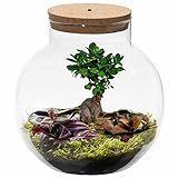 Ecoworld Bonsai Ökosystem im Glas Set mit Licht - Licht - Mini Zimmerbonsai und 2 Farbige...