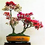 Seeds Fresh 100 pcs Rhododendron Flower Seeds for Planting red