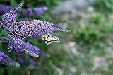 1st. Sommerflieder “Empire Blue” 40-60cm Buddleja davidii Schmetterlingsflieder