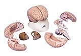 3B Scientific Menschliche Anatomie - Gehirnmodell, 8-teilig + kostenlose Anatomie App - 3B...