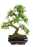 Bonsai Baum mit Keramik Blumentopf - Ligustrum, Ficus, Carmona, Podocarpus,...