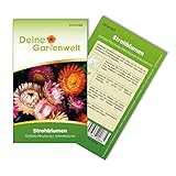 Strohblumen Gefüllte Mischung Samen - Helichrysum bracteatum - Strohblumensamen -...