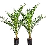 2x Phoenix Canariensis - Kanarische Dattelpalme - Palme - Winterhart – ⌀19 cm - 80-100...