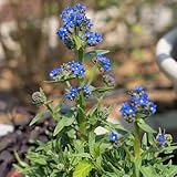 Bugloss Samen, heilkräuter samen, garten geschenk, blumensamen balkon heilkräuter...