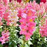 50 pcs löwenmäulchen samen mehrjährig, blumensamen gastgeschenk, samen (Antirrhinum...