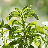 Stevia Samen 400 GemüSesamen KräUterbeet Bonsai Samen Stevia Bio Zimmerpflanzen Samen...