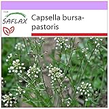 SAFLAX - Heilpflanzen - Hirtentäschel - 1000 Samen - Capsella bursa-pastoris