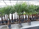 gruenwaren jakubik XXL+ Palme winterhart 170-190 cm Trachycarpus fortunei,...