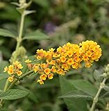 Sommerflieder Sungold 40-60cm - Buddleja weyeriana - Gartenpflanze