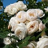 Kletterrose „Uetersener Klosterrose (Premium) - cremeweiß blühende Topfrose im 6 L...