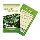 Katzenminze Samen - Nepeta cataria - Katzenminzesamen - Kräutersamen - Saatgut...