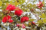 ZECHONDRA Fresh 10 Stück rote Rhododendron-Blumensamen