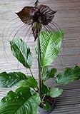 TROPICA - Fledermausblume (Tacca chanterii) - 10 Samen