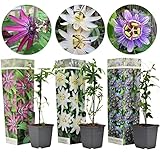 Plant in a Box - Passiflora Kletterpflanze - 3er Mix - Gartenpflanz Winterhart -...