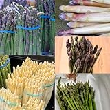 300 pcs Spargel Samen indoor garden (Asparagus Officinalis) wintergemüse pflanzen kaufen...