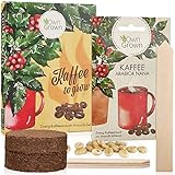 Kaffee Geschenk Set: Kaffee Geschenkset mit Kaffeestrauch Samen für ca. 5...